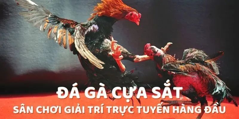 Quy định luật đá gà cựa sắt người chơi cần tuân thủ 